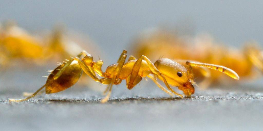 Народные способы борьбы с домовыми муравьями